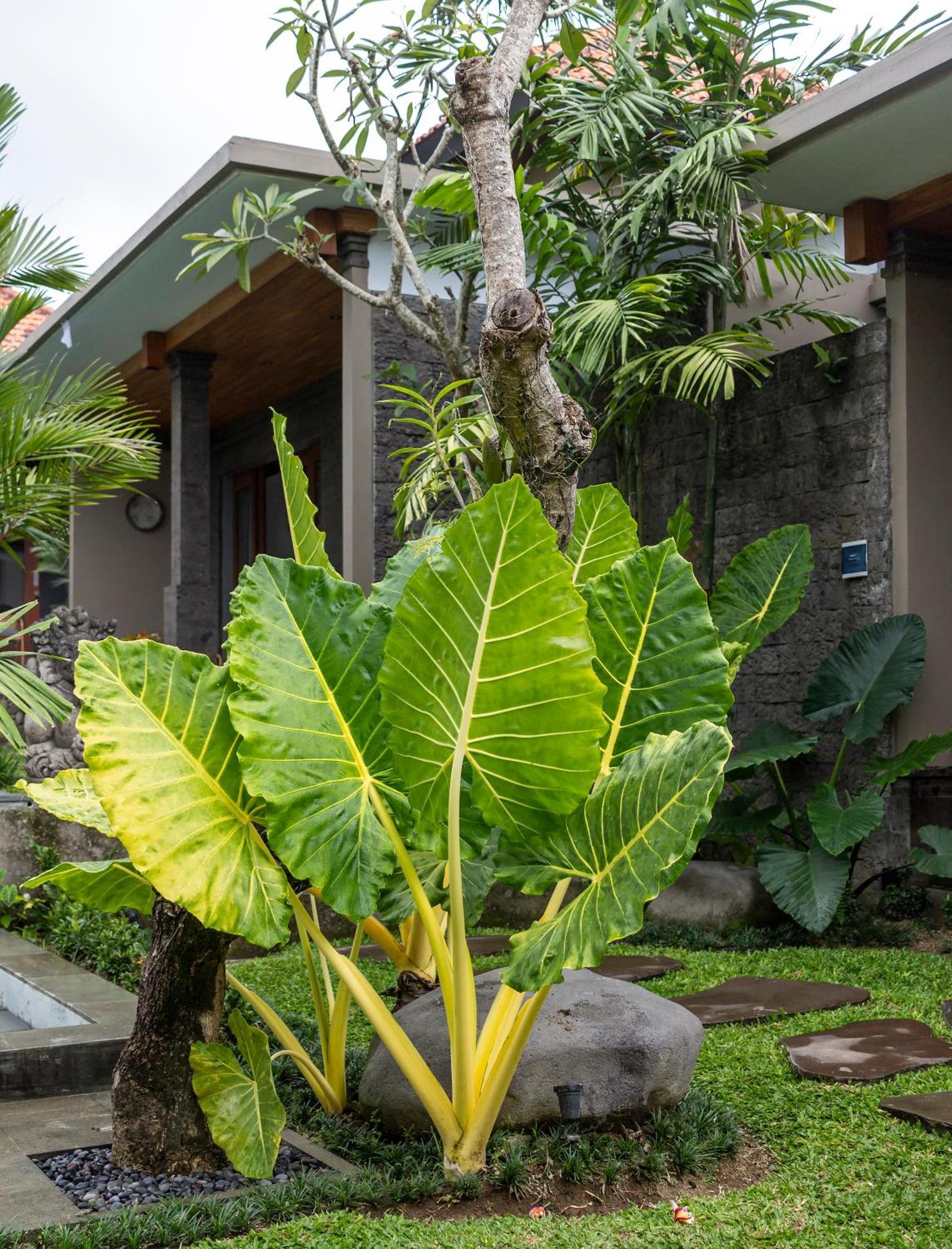 Royal Cottage Private Villa Ubud Eksteriør billede